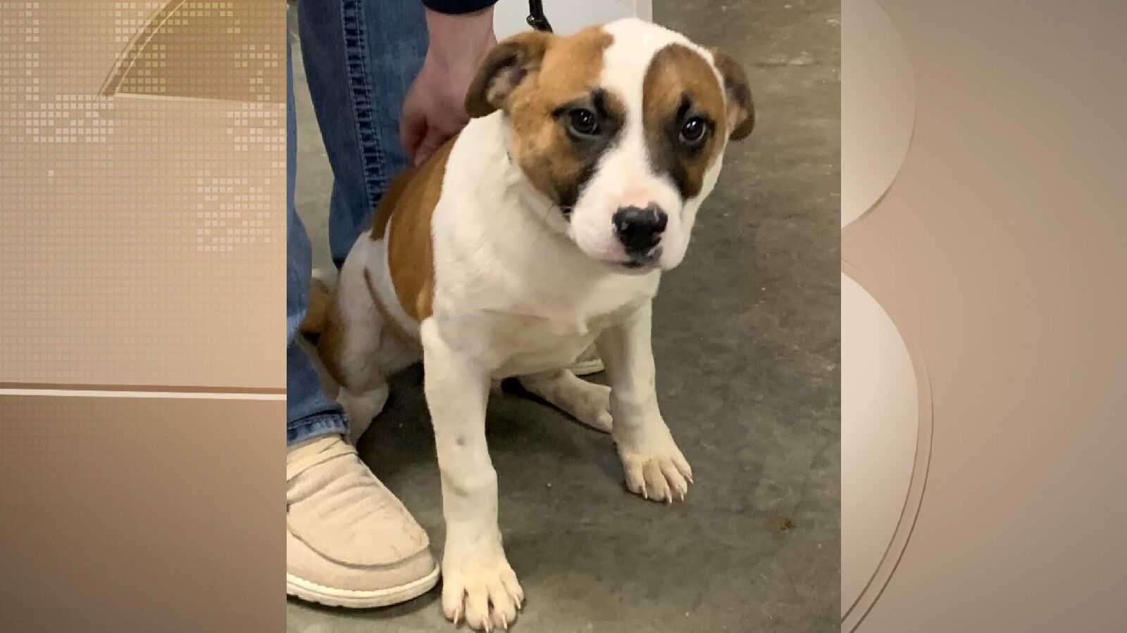 Pets of the Week: December 9, 2021